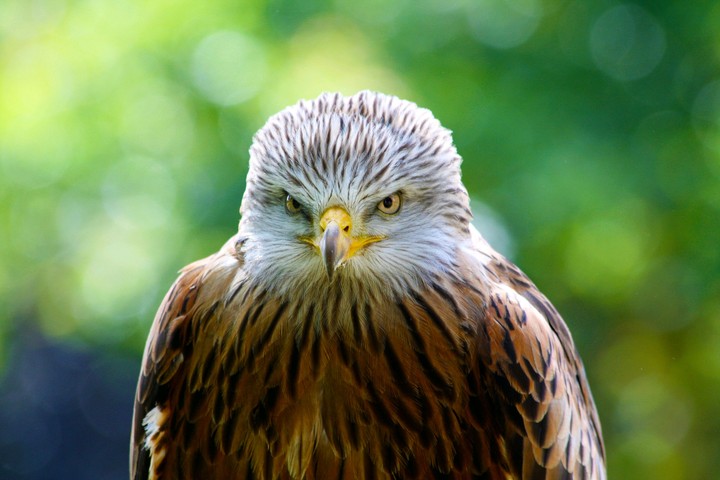 angry eagle