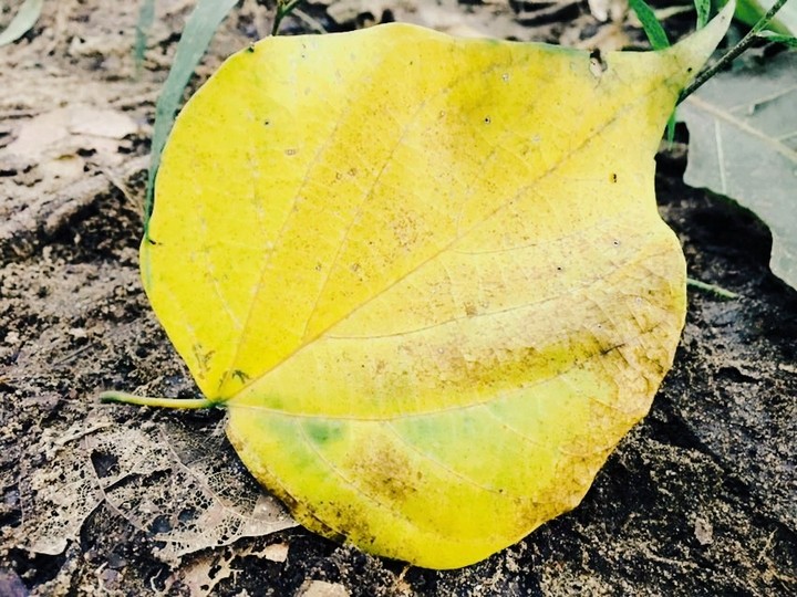 leaf