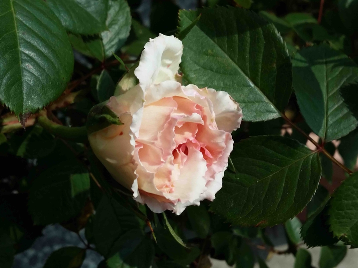 Primavera