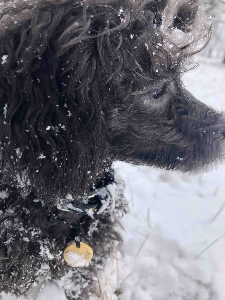 dog