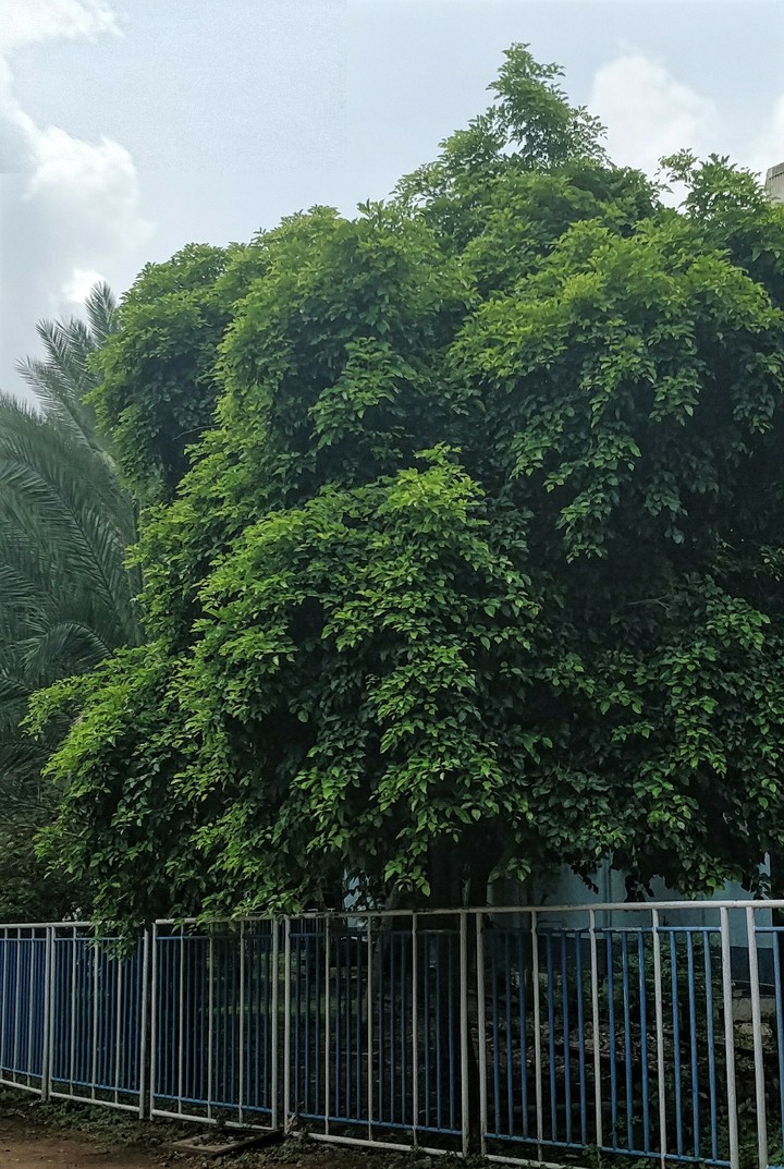 Green lush green