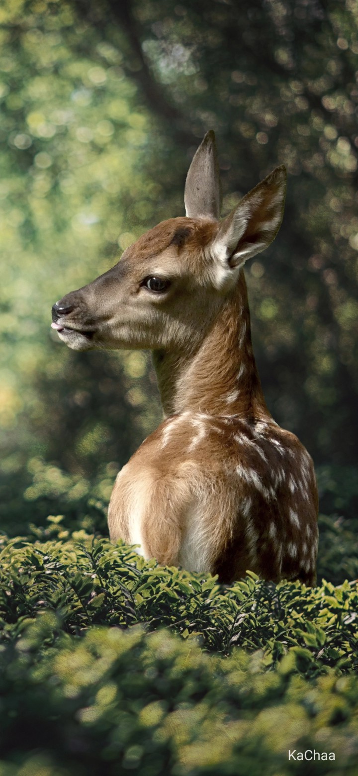 deer