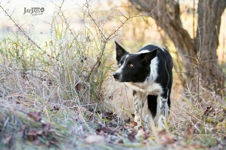 The Border Collie Because There Is No Better Dog