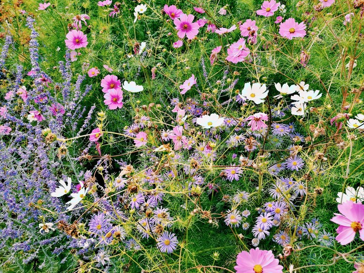 flowers