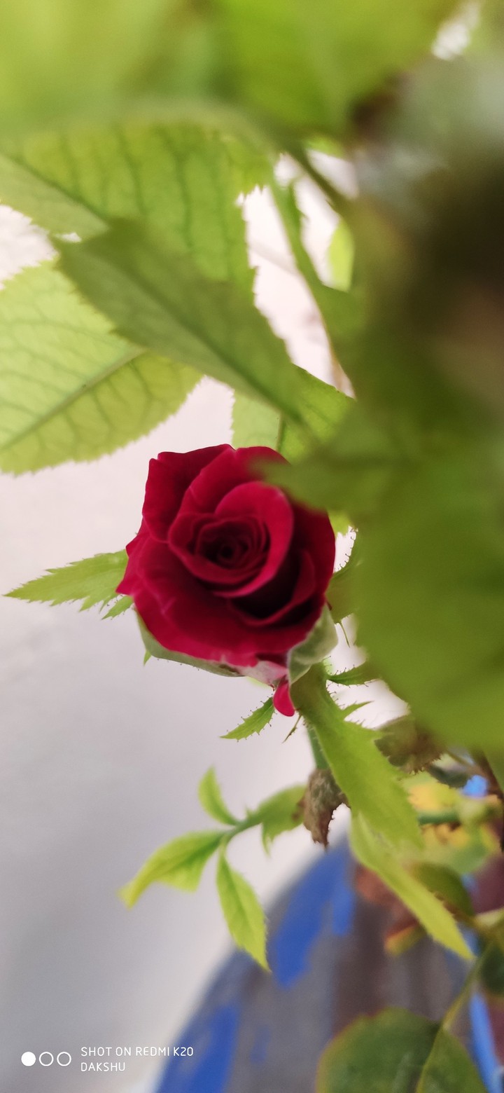 Rose