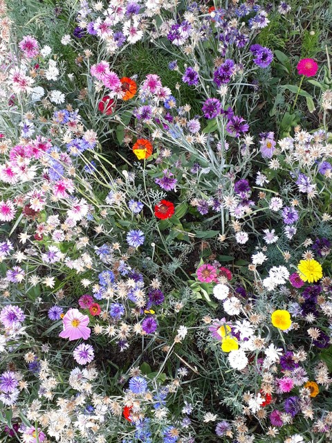flowers