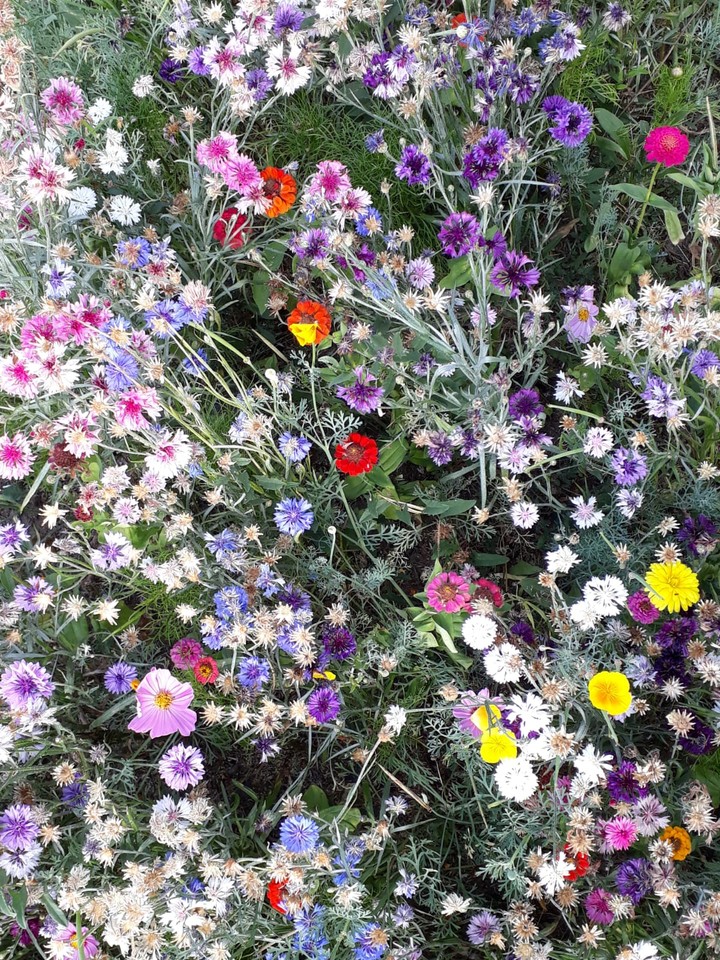 flowers
