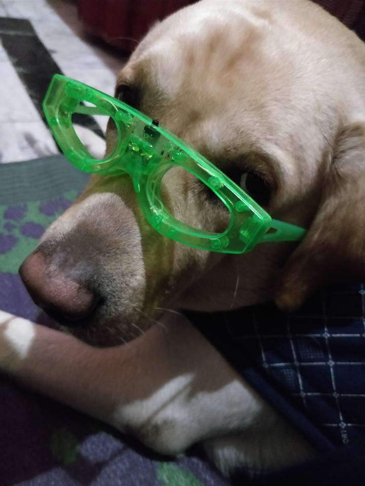 Dog