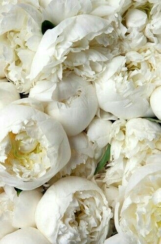 peony