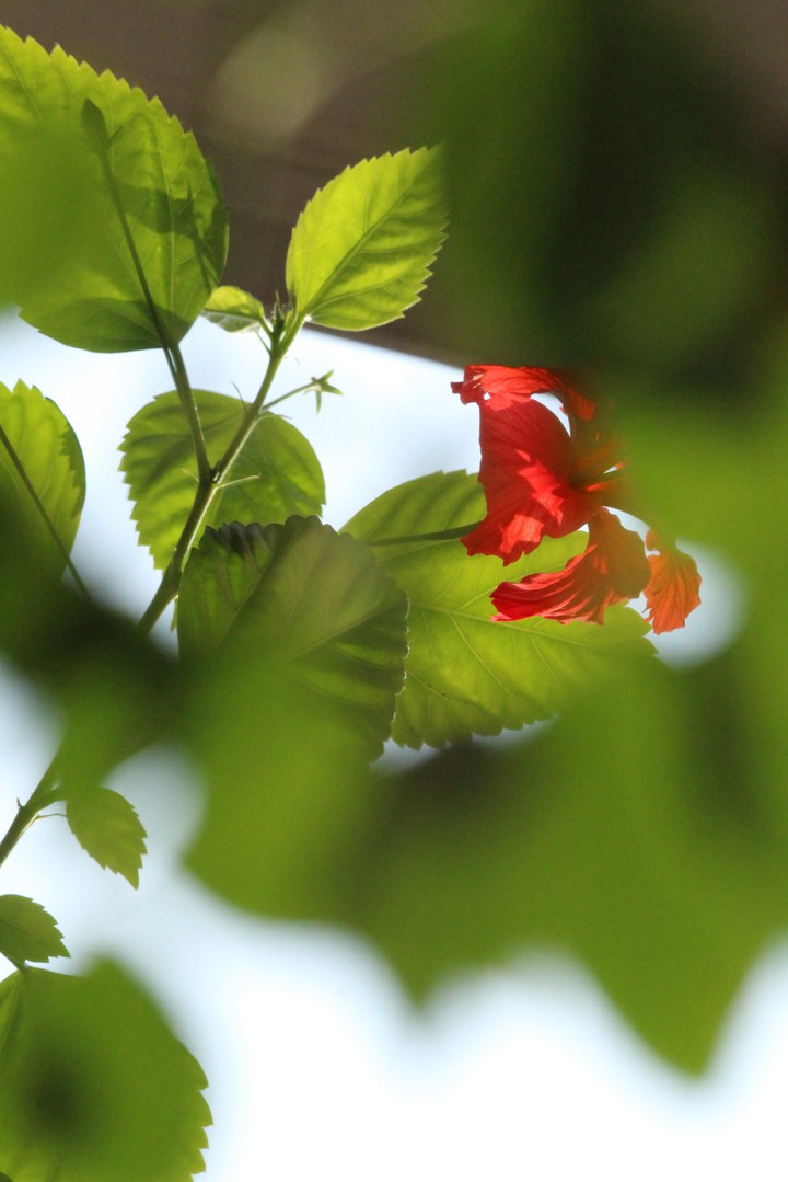 rose