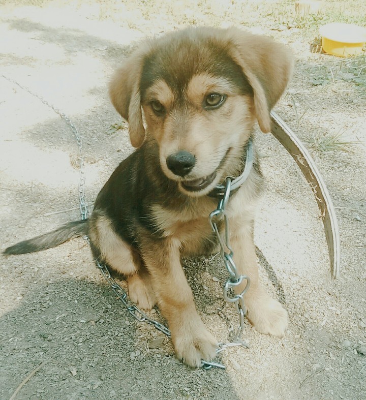 Doggy