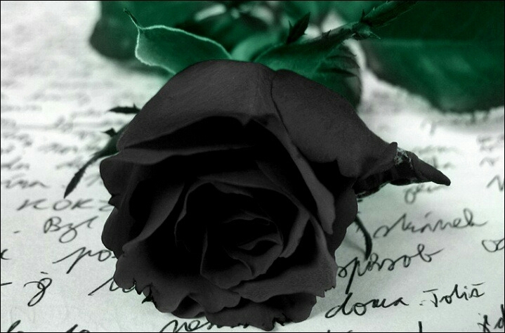black rose