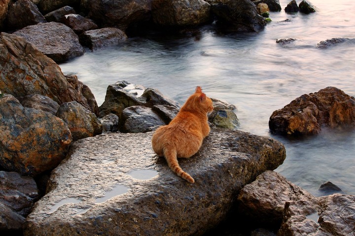 cat