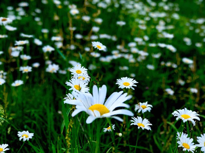daisy