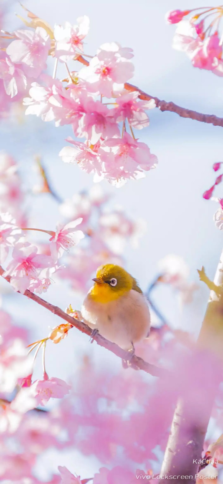 bird