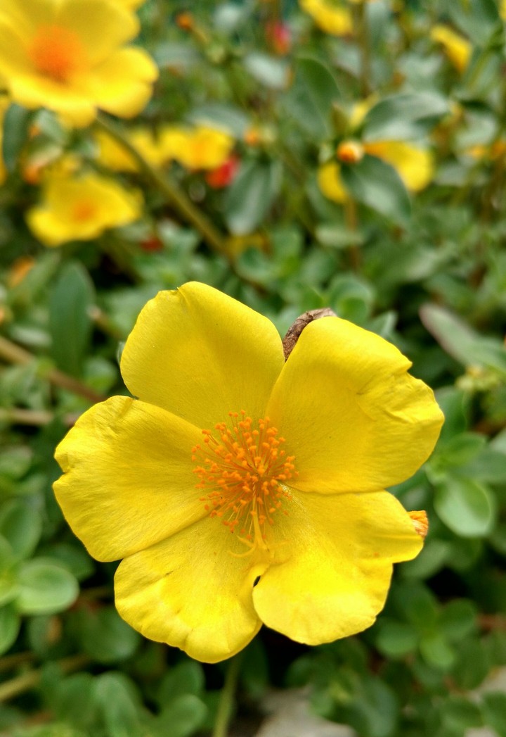 yellow beauty