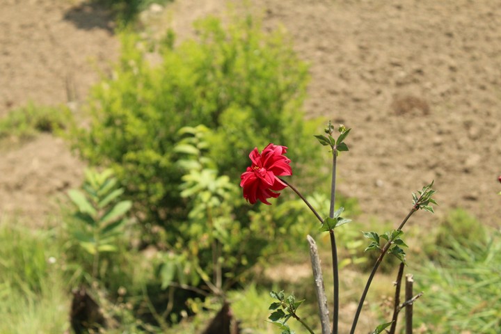 Flower
