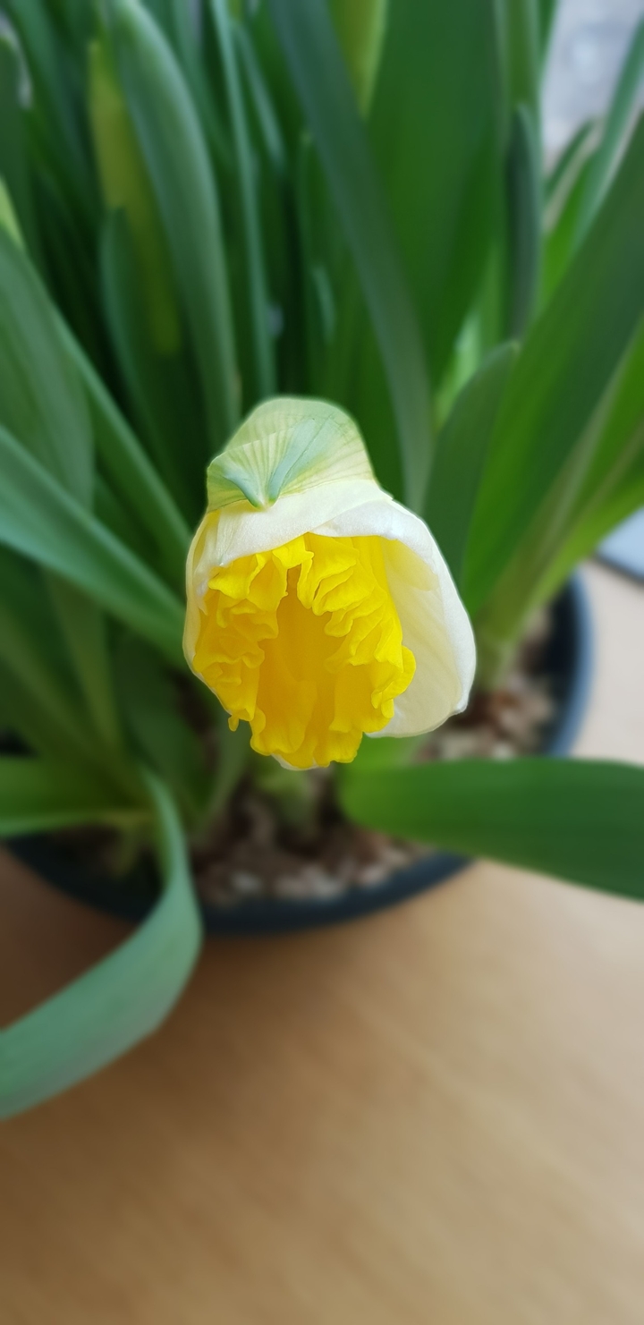 Один