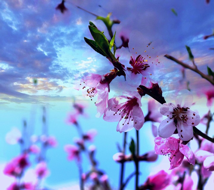 flowers