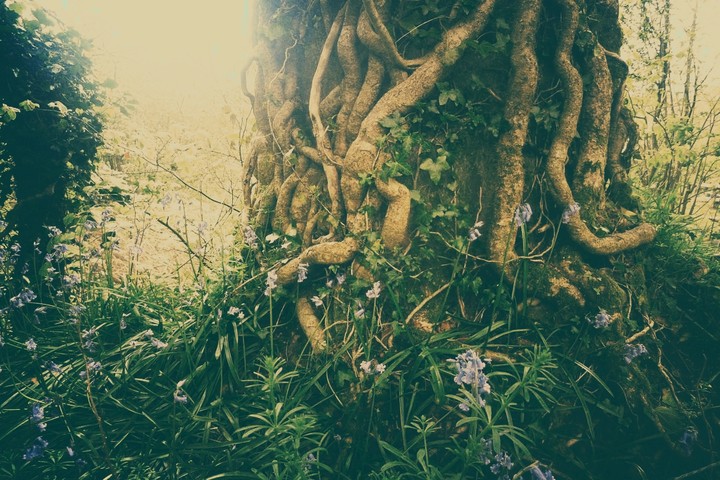 forest 2