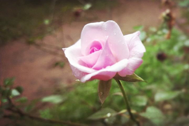 rose