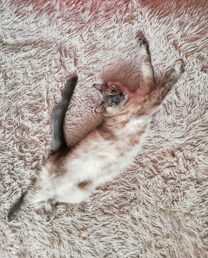 Crazy cat