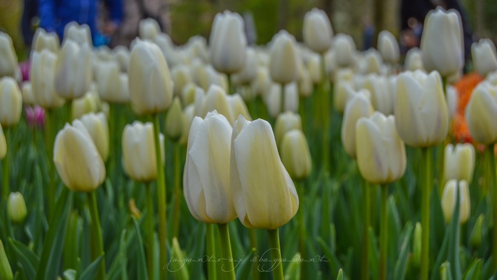 White Tulips