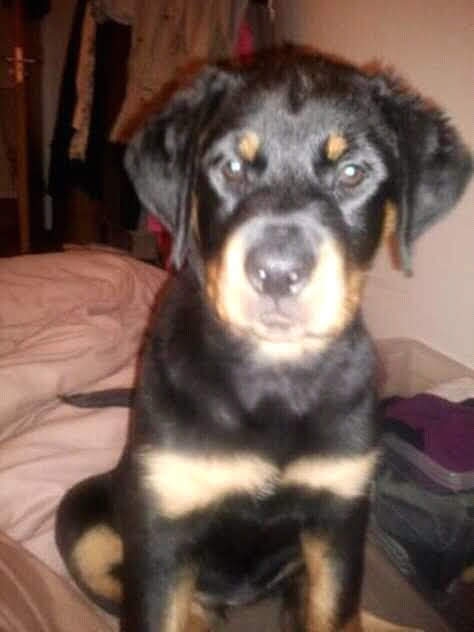 baby roxy