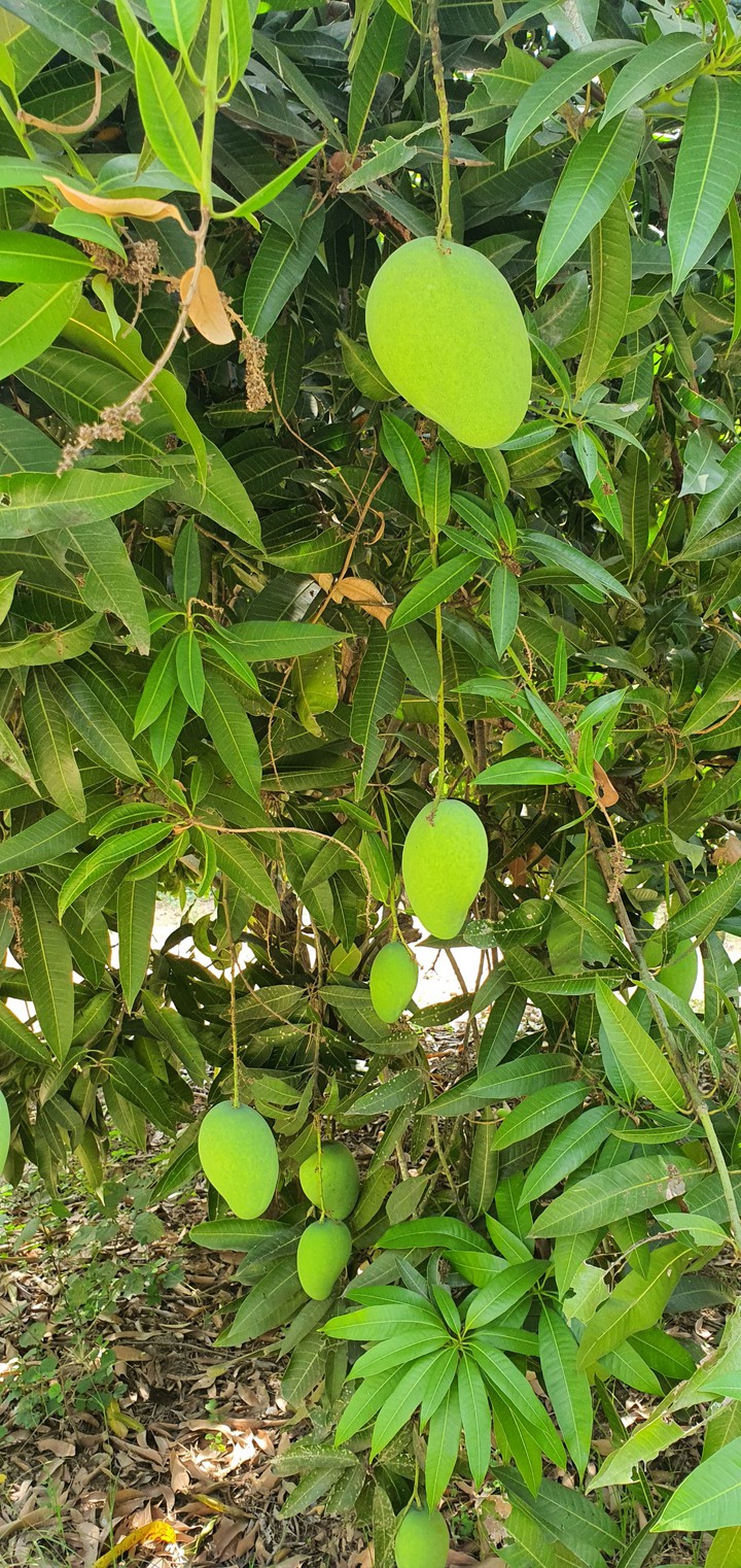 mango