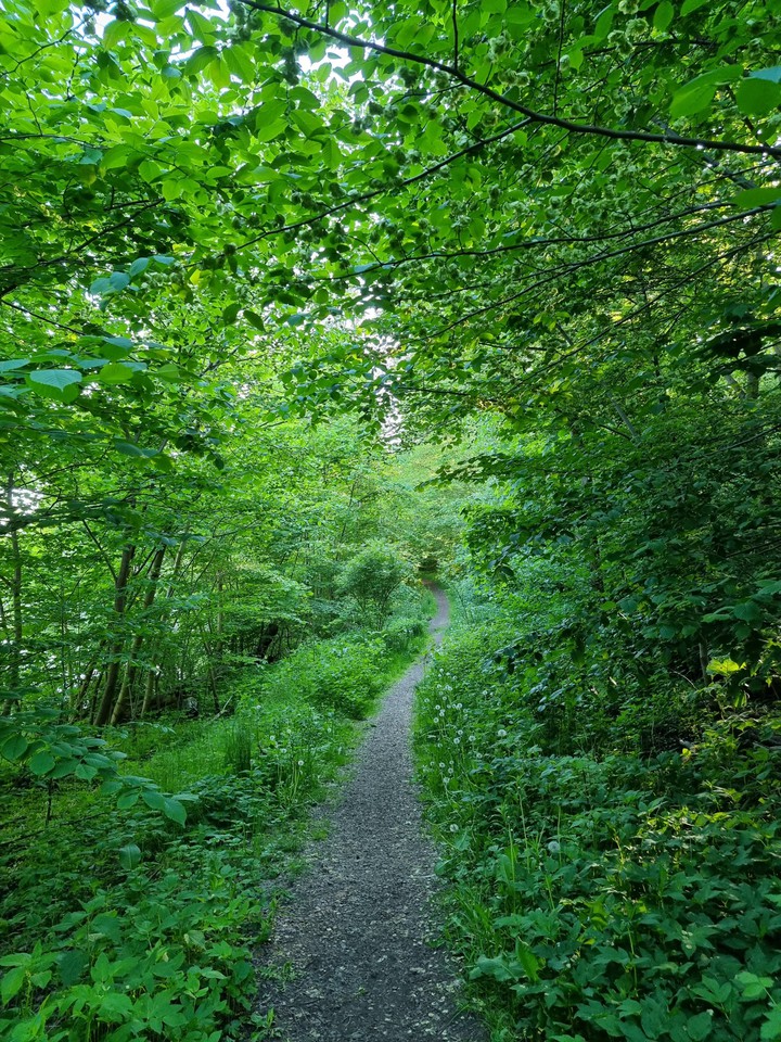 woods