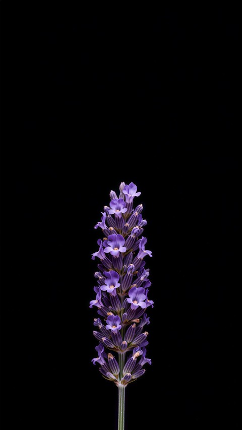 wildflower, catnips wallpapers