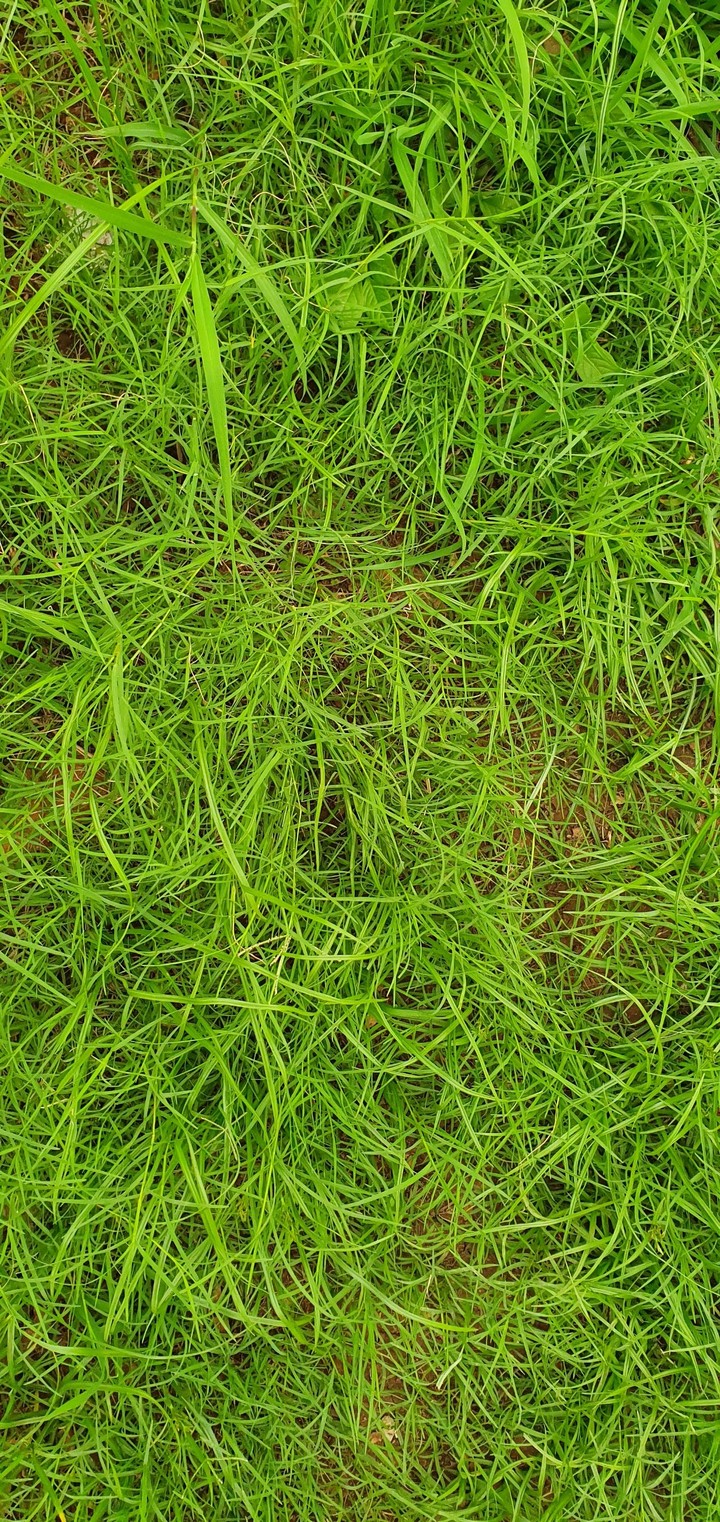 Grass