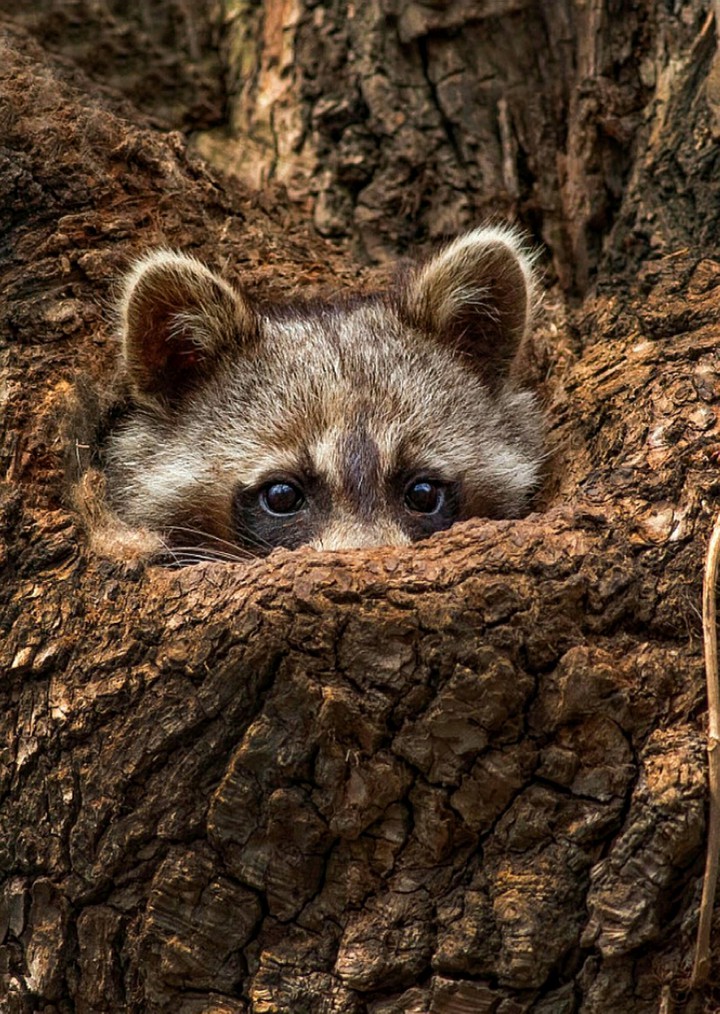 A Peep Out of the Tree