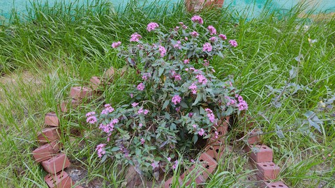 garden g