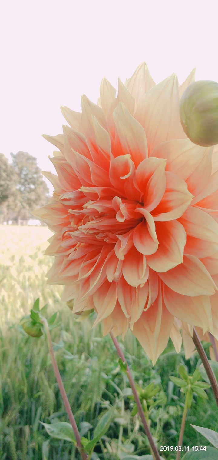 beauty