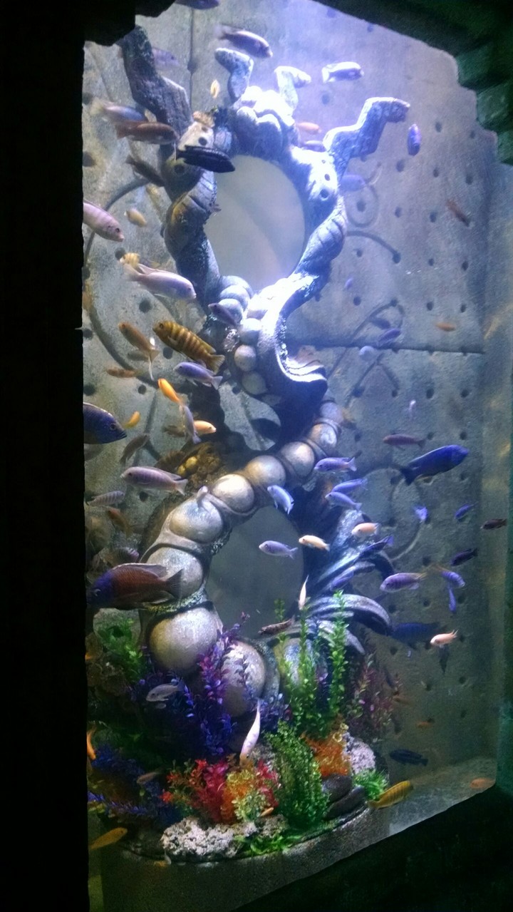 Fish Swirl