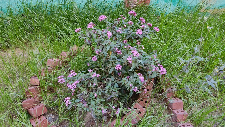 garden g