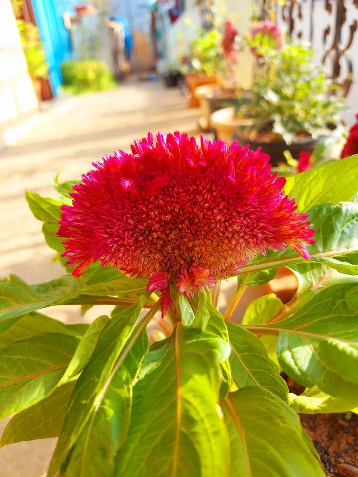 velvet flower
