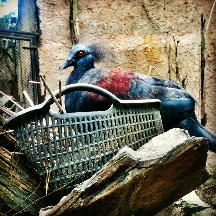 Bird