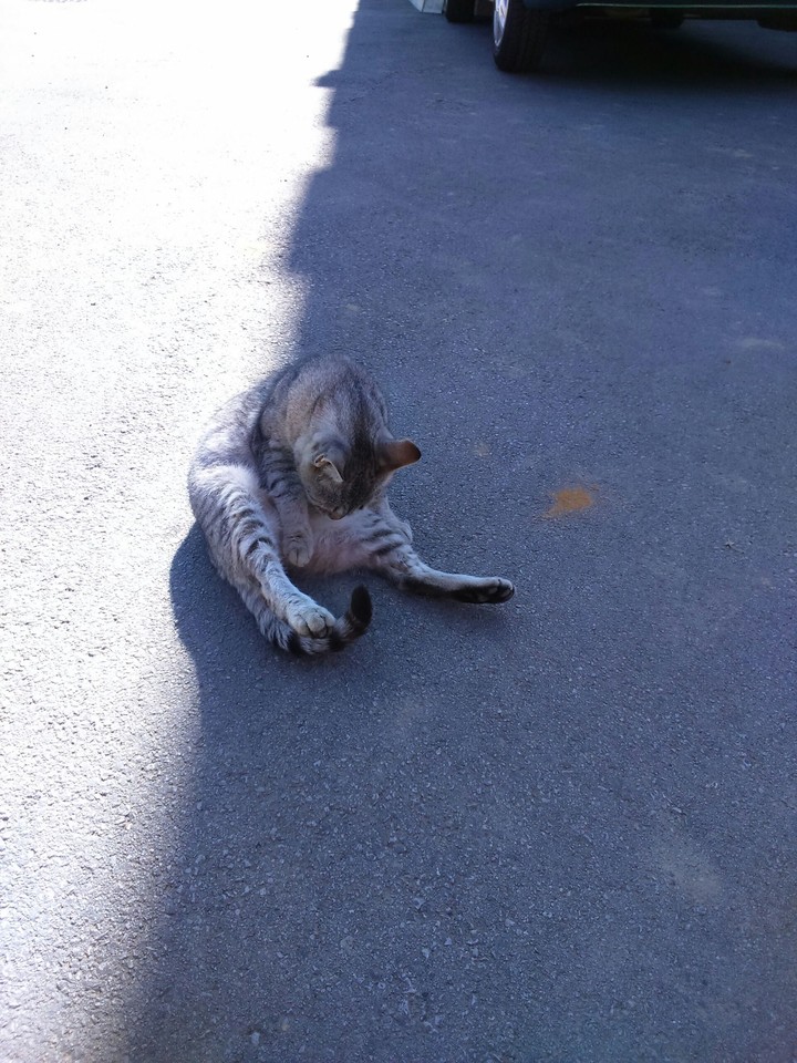 kitten