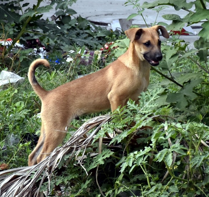 dog
