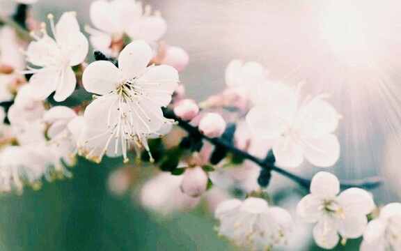 봄이 오고 있어요.예쁜 벚꽃~♡