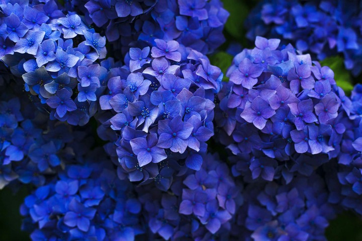 lavender