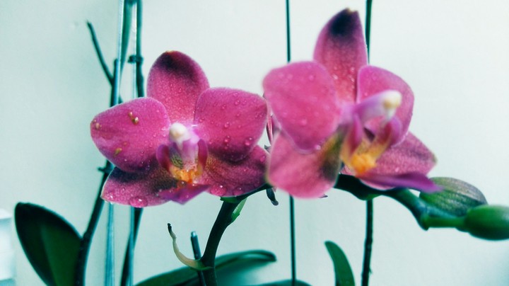 Orchid