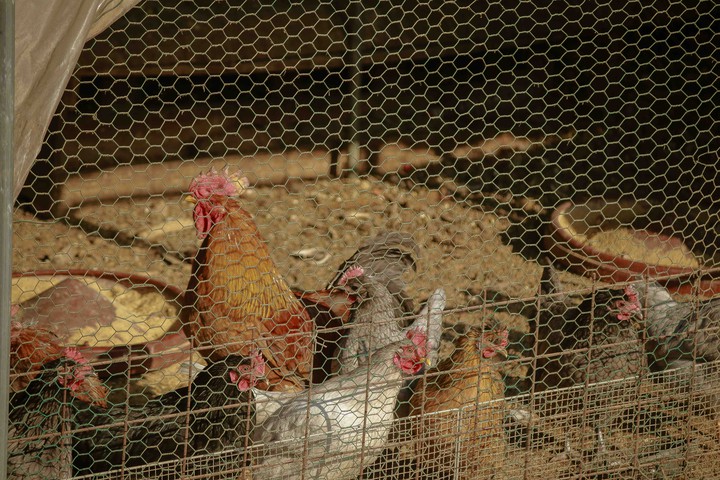 chicken