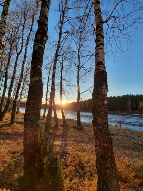 зимний лес
