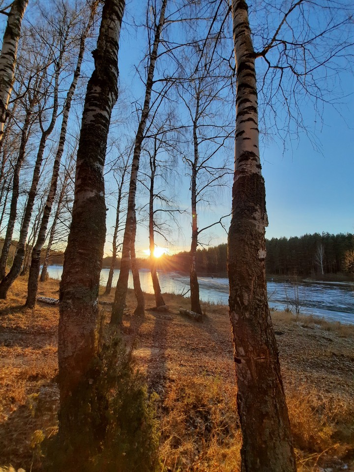 зимний лес