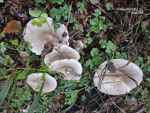 Leaf, Fungus, Nature