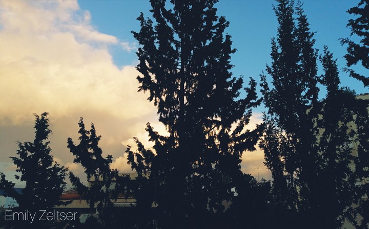 My forest