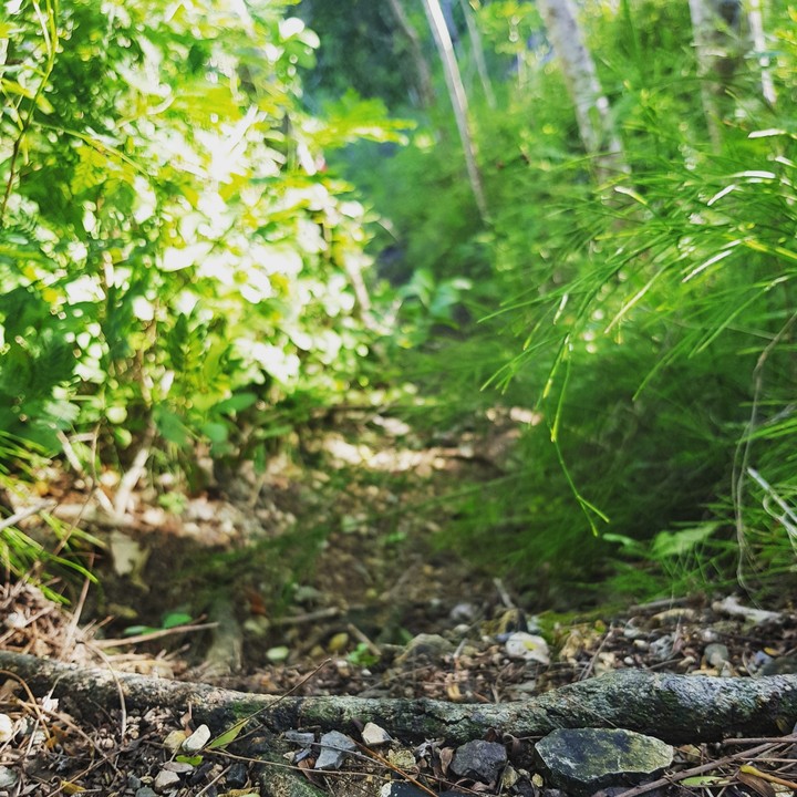 Pathway